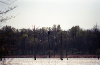 ARPO Animals bald eagle nest BaldEagleNest1. 