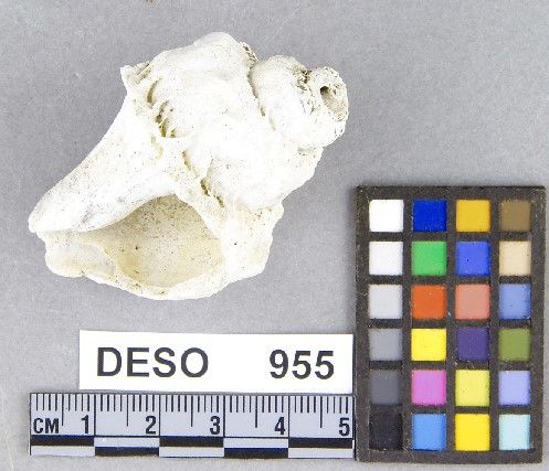 DESO     955 -- Hammer