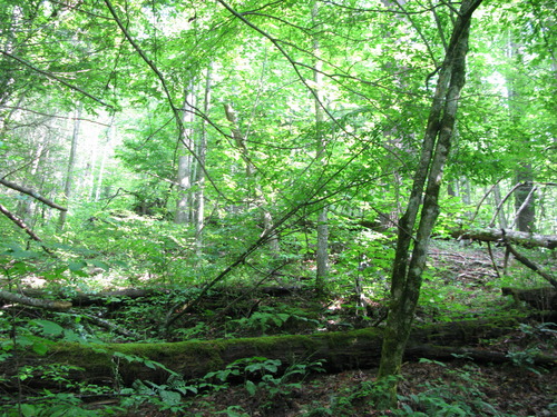 GRSM Accuracy Assessment. Plot Code: GRSM_AA_0139_2