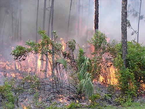 2001 Pinelands prescribed burn, Everglades NP