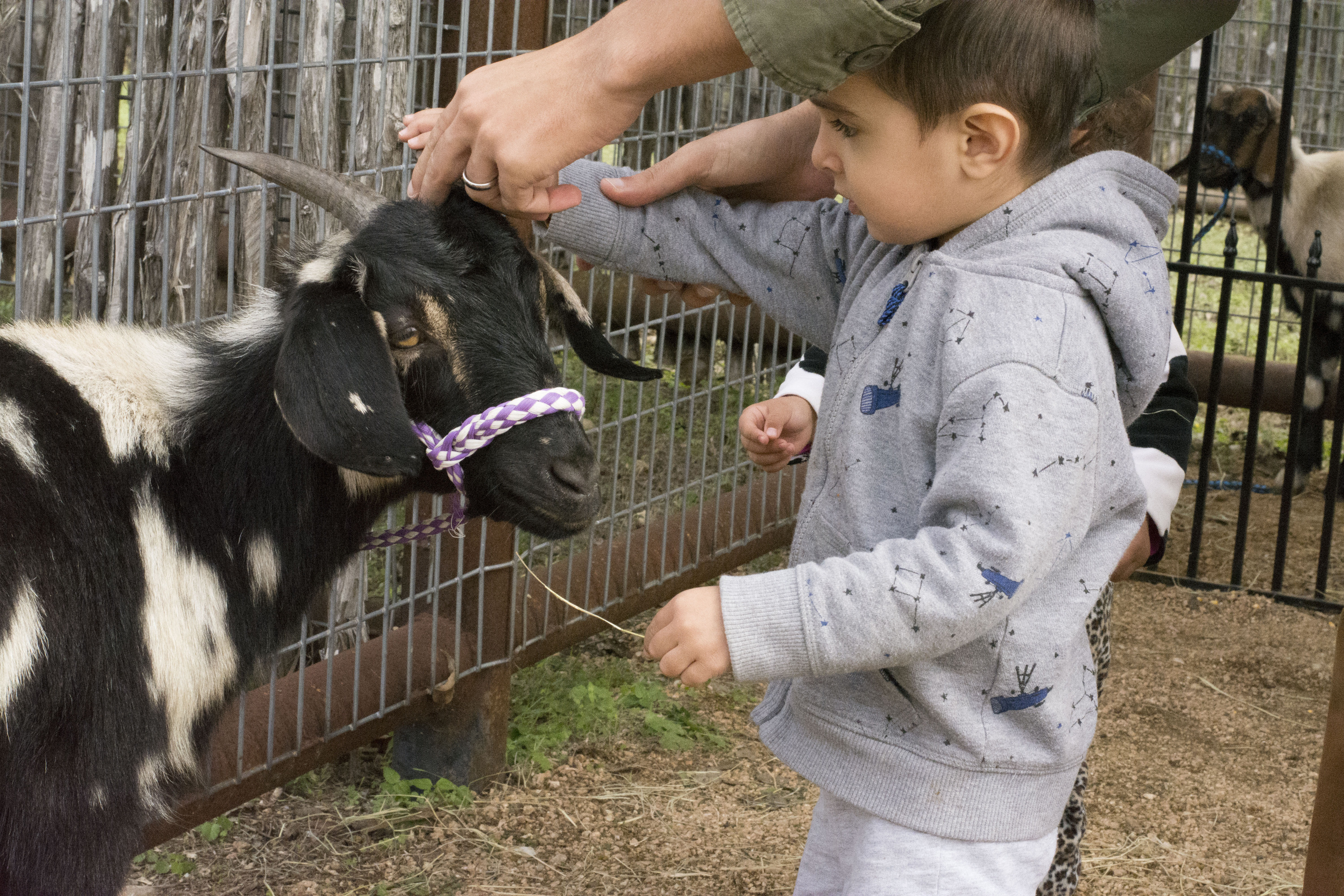Boy petting a goat.