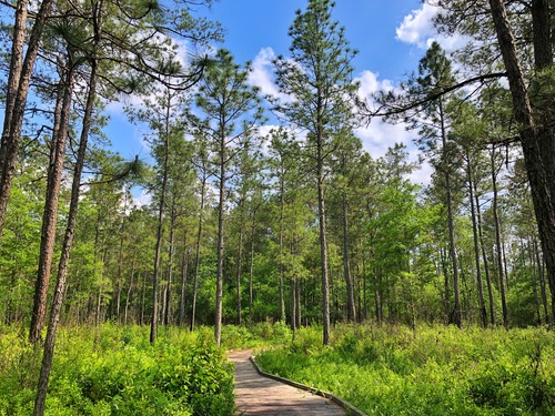 A wooden boardwalk winds through a field of ferns beneath tall pine trees and a blue, partially cloudy sky.
