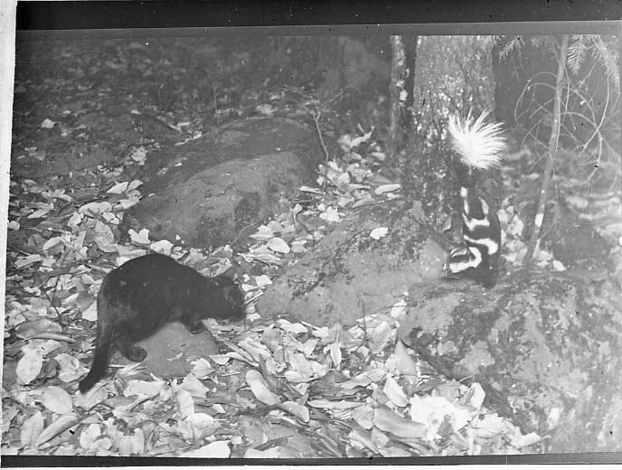 house cat stalking skunk