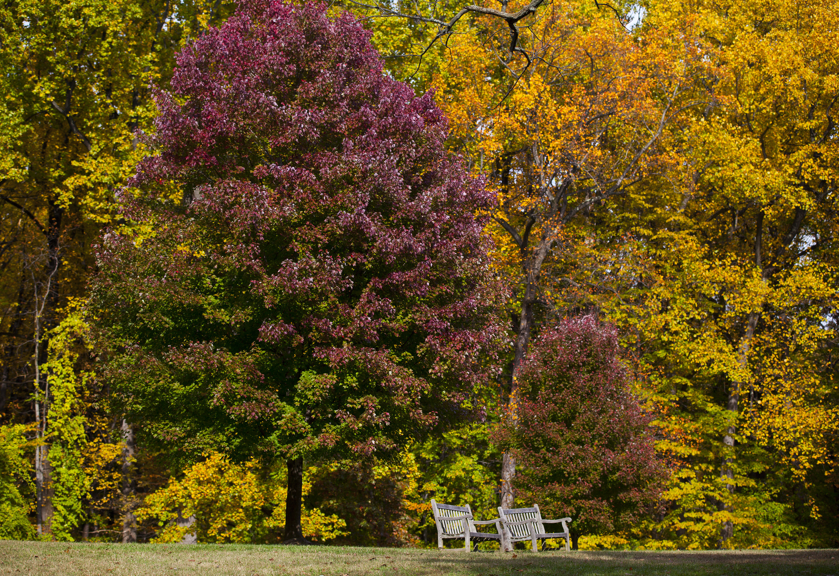 Two benches sit on the side of a forested area with fall foliage.