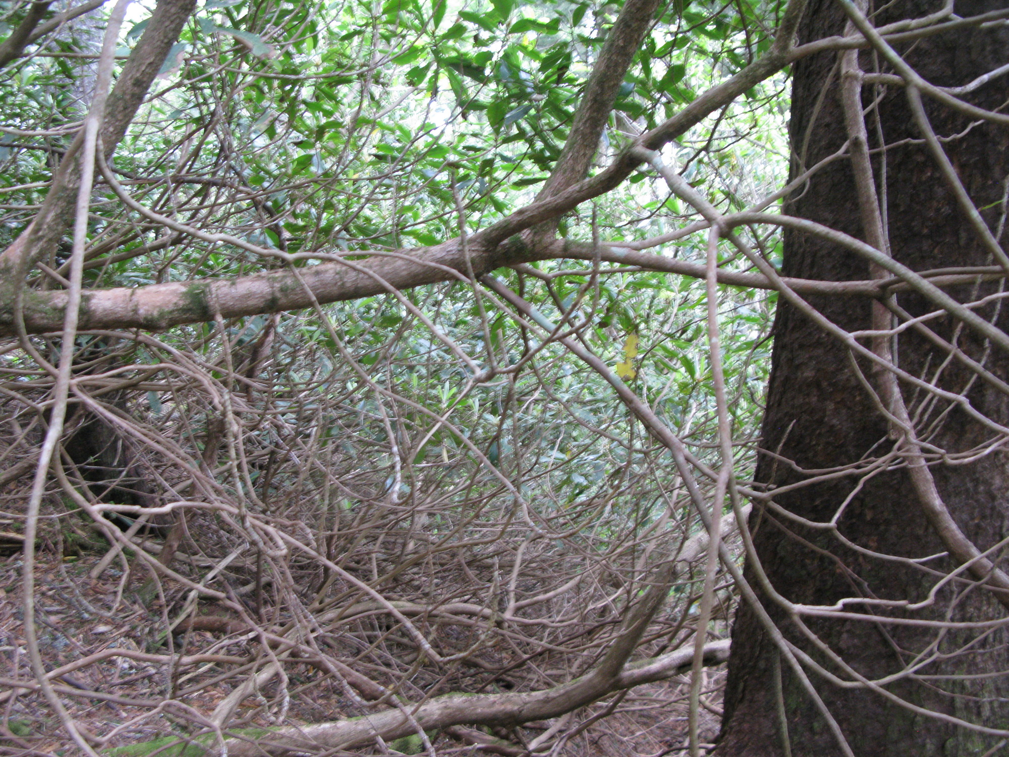 GRSM Accuracy Assessment. Plot Code: GRSM_AA_0930_6