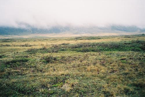 3 Gates of the Arctic National Park and Preserve Itkillik Birds Survey June 2006