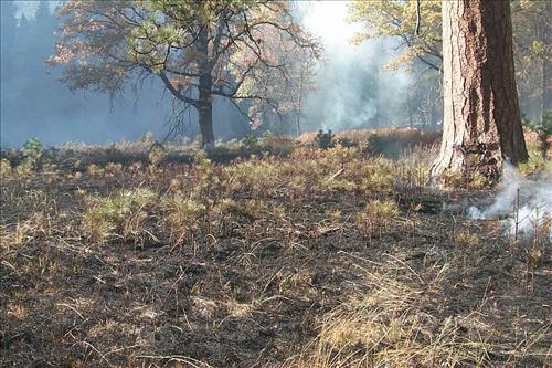 Fire in progress at El Capitan prescribed burn, 2000, Yosemite National Park