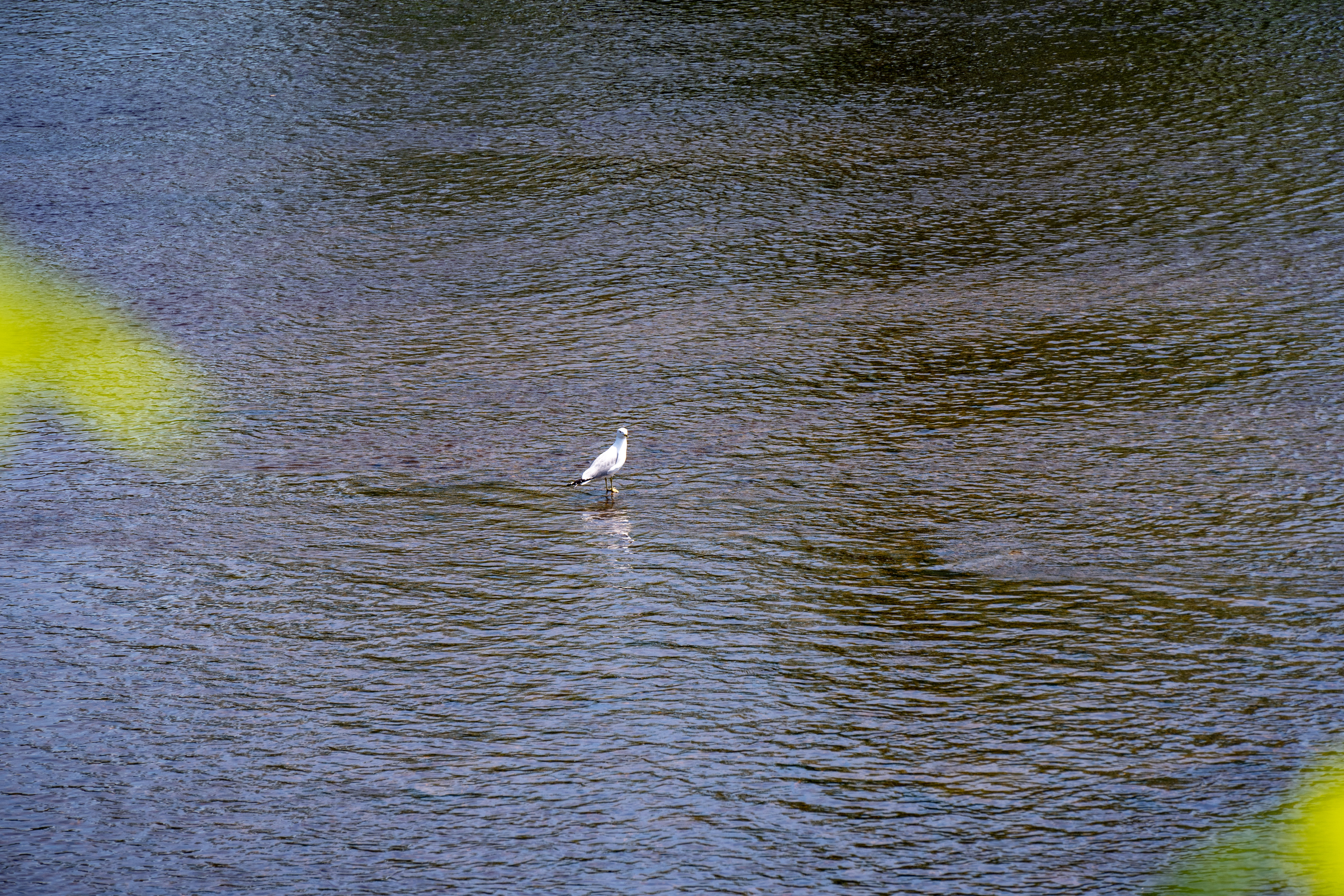 A white bird stands in center frame, feet in blue water, with green foliage around sides of picture 