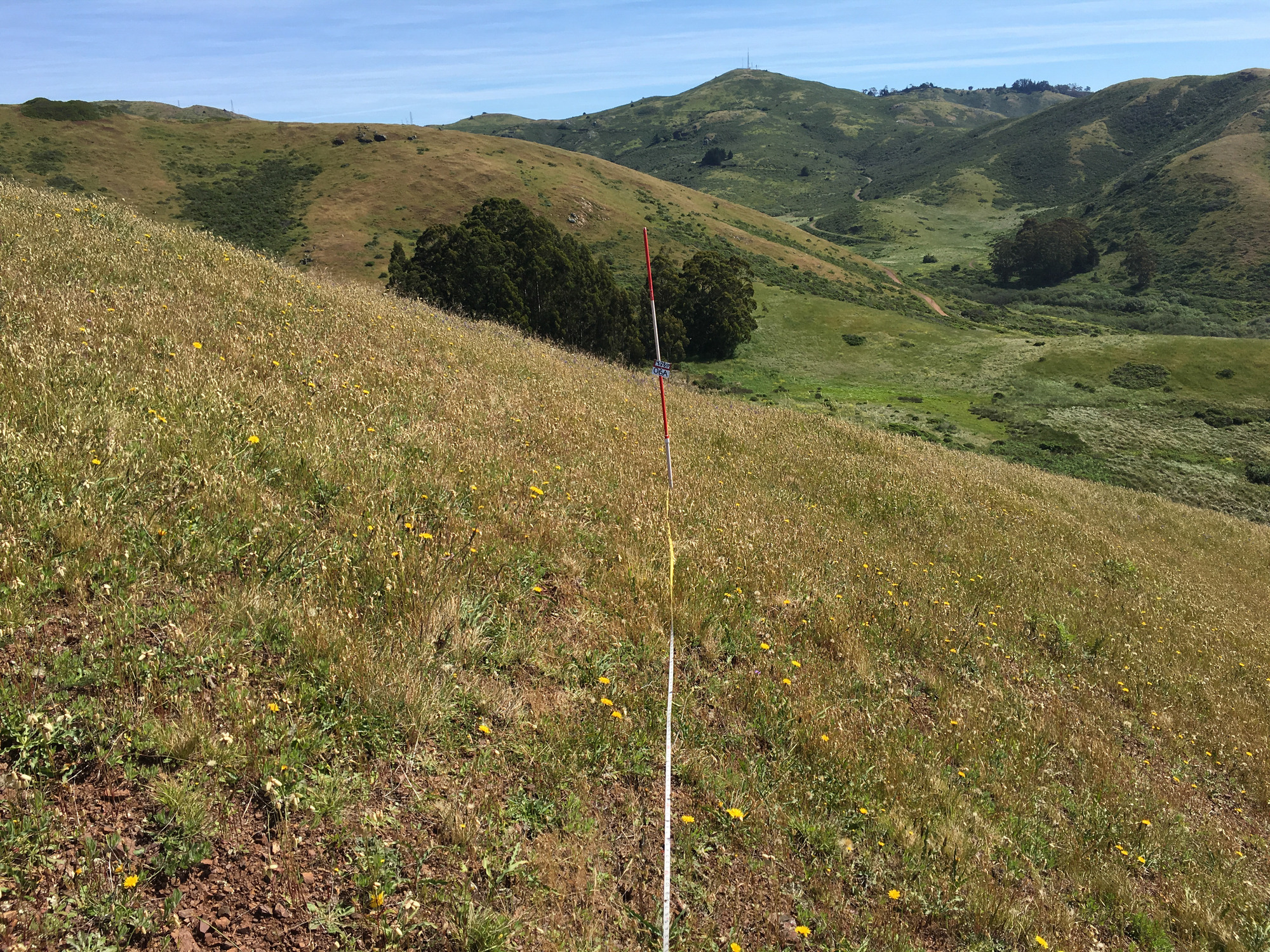 Eye-level view from the center point of a plant community monitoring plot