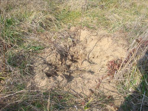 Feral Hog Damage At Big Creek and Sanders Field, Buffalo National River