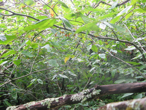 GRSM Accuracy Assessment. Plot Code: GRSM_AA_0548_4