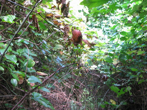 GRSM Accuracy Assessment. Plot Code: GRSM_AA_0446_2