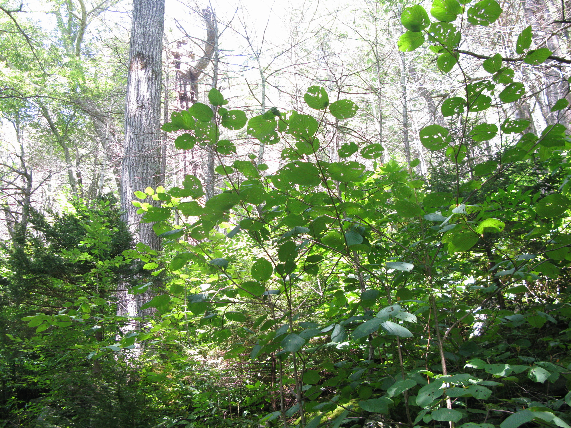 GRSM Accuracy Assessment. Plot Code: GRSM_AA_0417_2