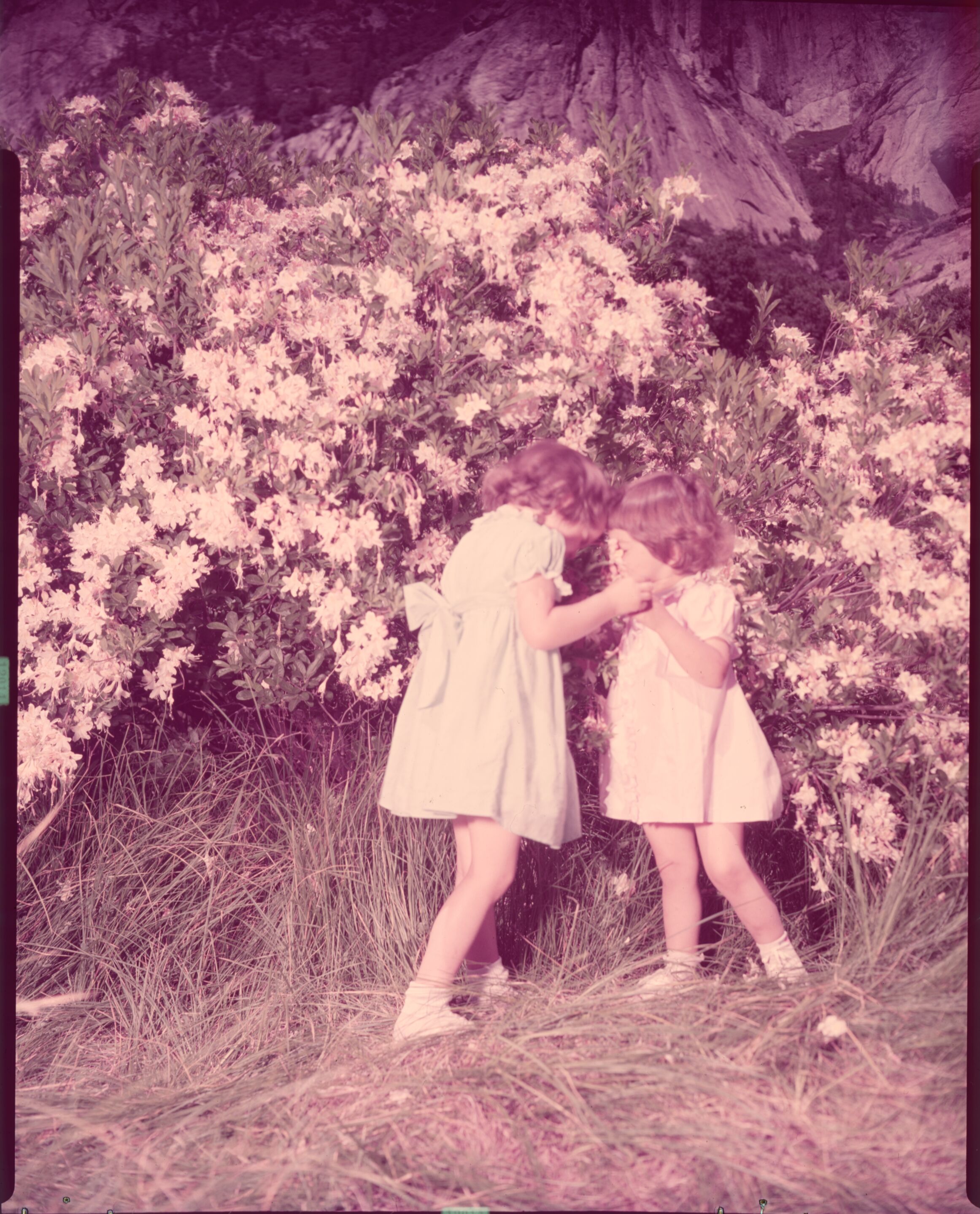 Azaleas of Yosemite Valley