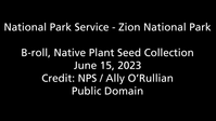 Park rangers picking various seeds from plants near red rock, green flora, and the Virgin river.