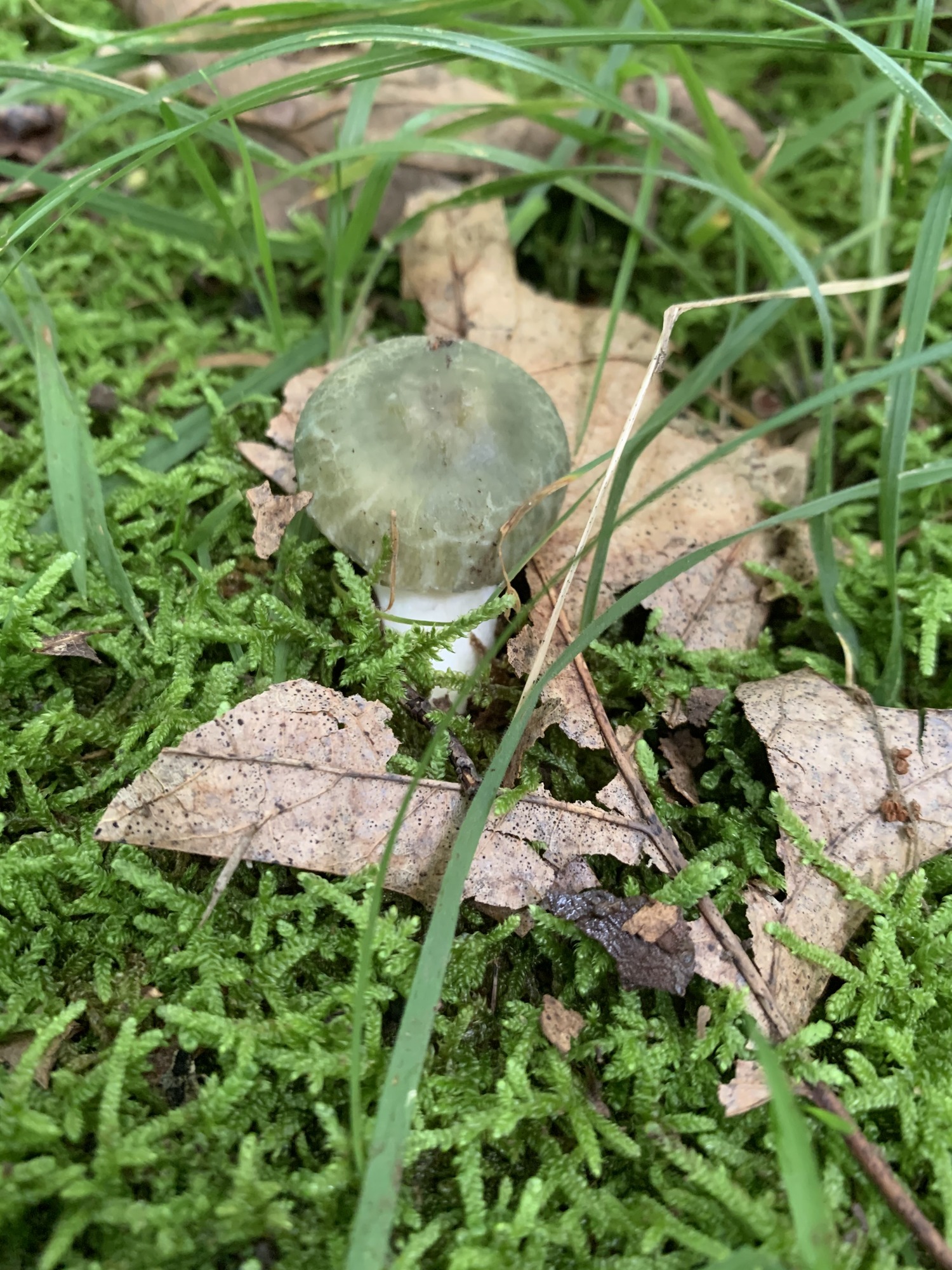 A small green capped mushroom growing in grass and moss. 
