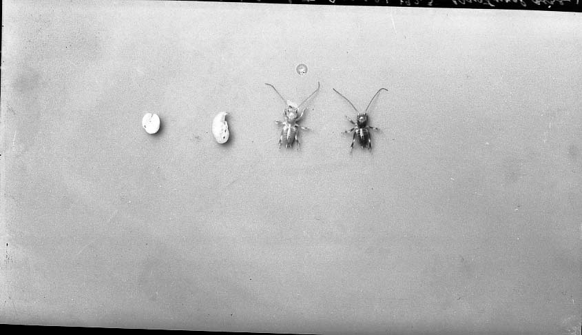 Young Jerusalem Crickets