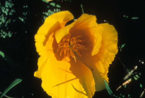 California Poppy