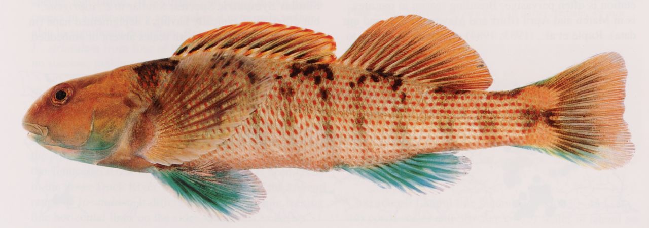 Image of Etheostoma swannanoa, a species of Fish