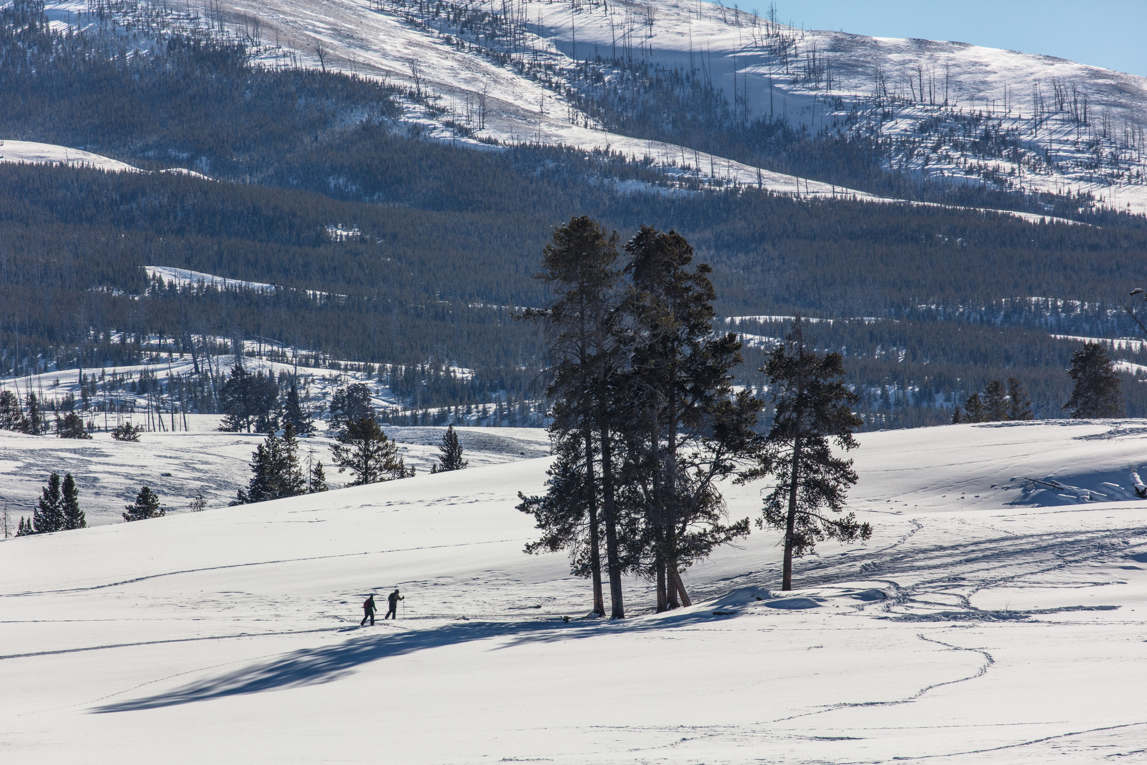 Two cross-country skiers skiing towards a small group of trees on an open hillside