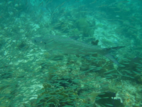 Tarpon and Bait Fish