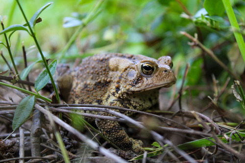 A close-up photo of a spotted light brown toad sitting on the ground in the grass.