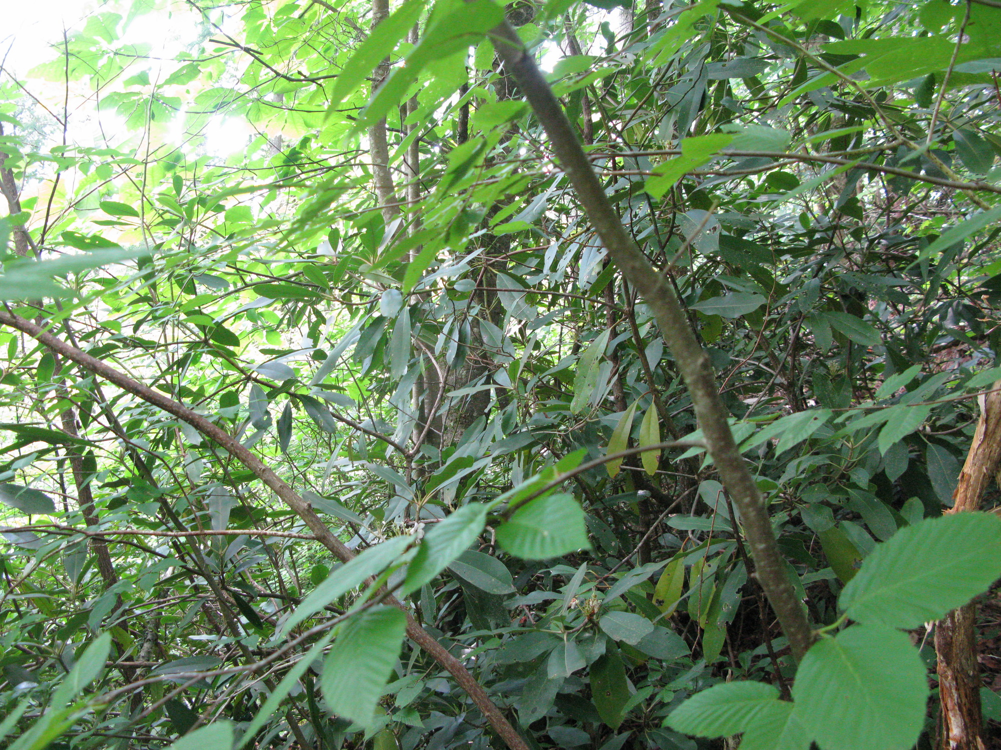 GRSM Accuracy Assessment. Plot Code: GRSM_AA_0865_3