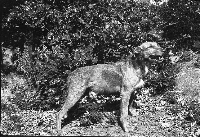 1920 Lynchburg
