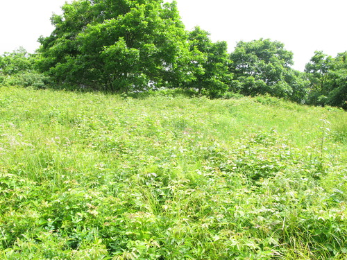 GRSM Accuracy Assessment. Plot Code: GRSM_AA_0873_4