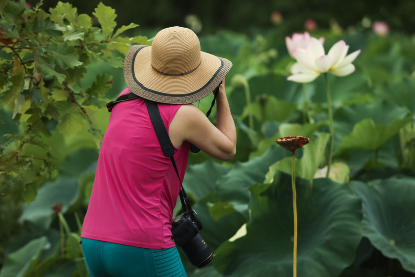 A women in a large hat takes photographs of a lotus flower