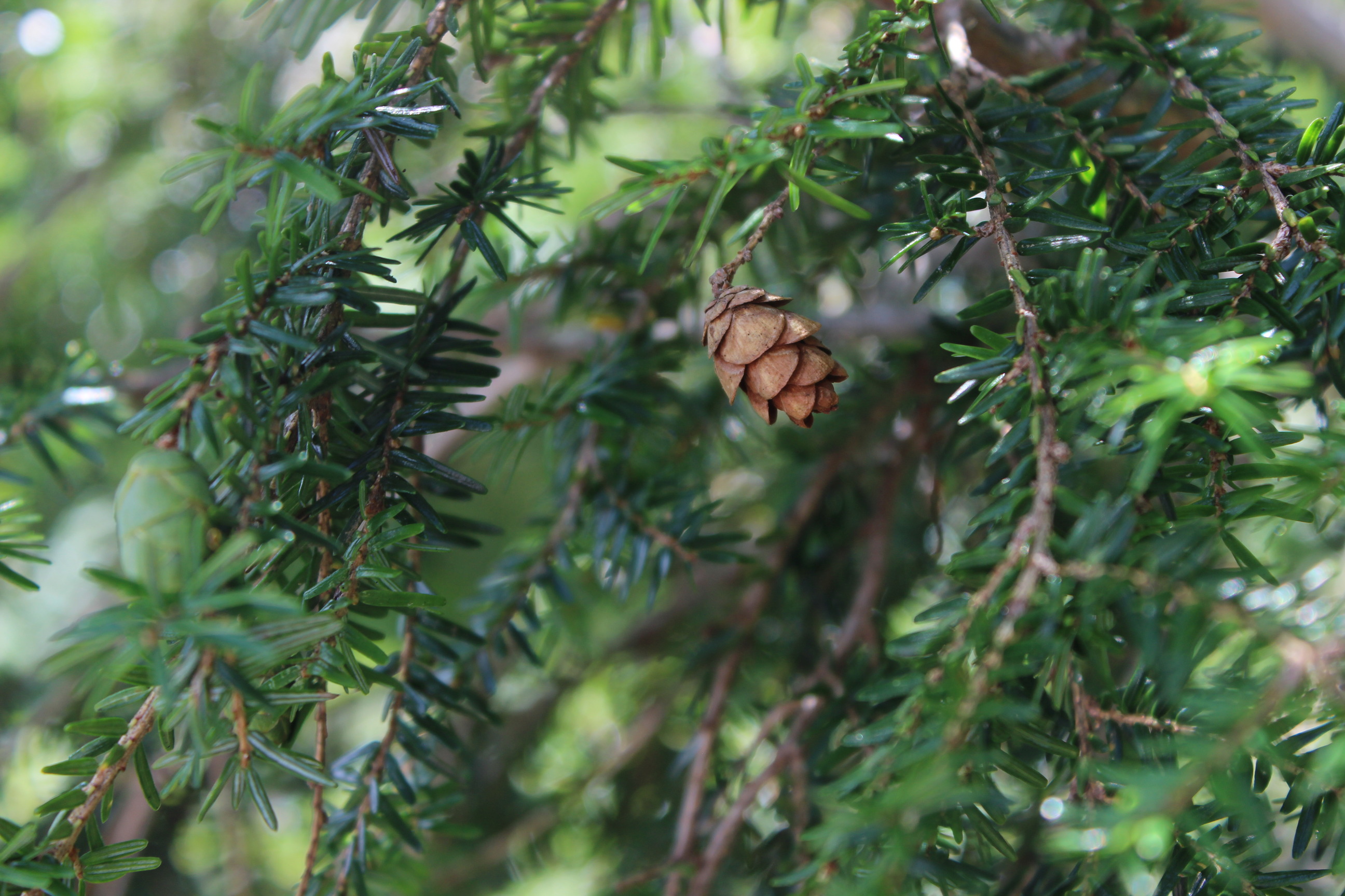 Hemlock Cone