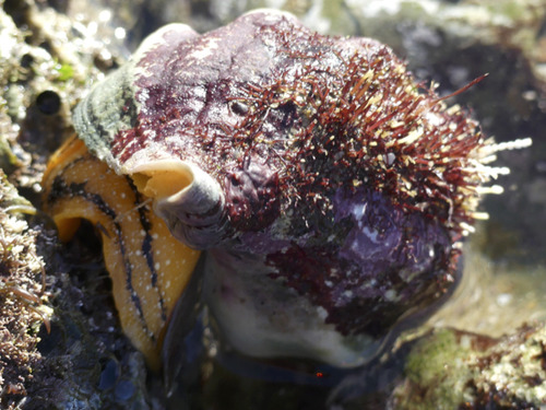 A greenish purple snail like shell surrounds an orange blob with black horizontal lines.