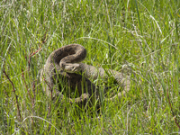 a brown snake in the grass curled up with its head pulled back
