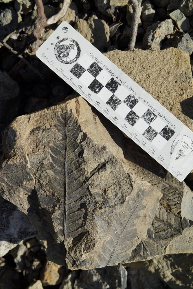 A fern-leaf fossilized in rock.