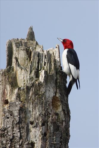 Red-headed woodpecker in Cuyahoga Valley National Park