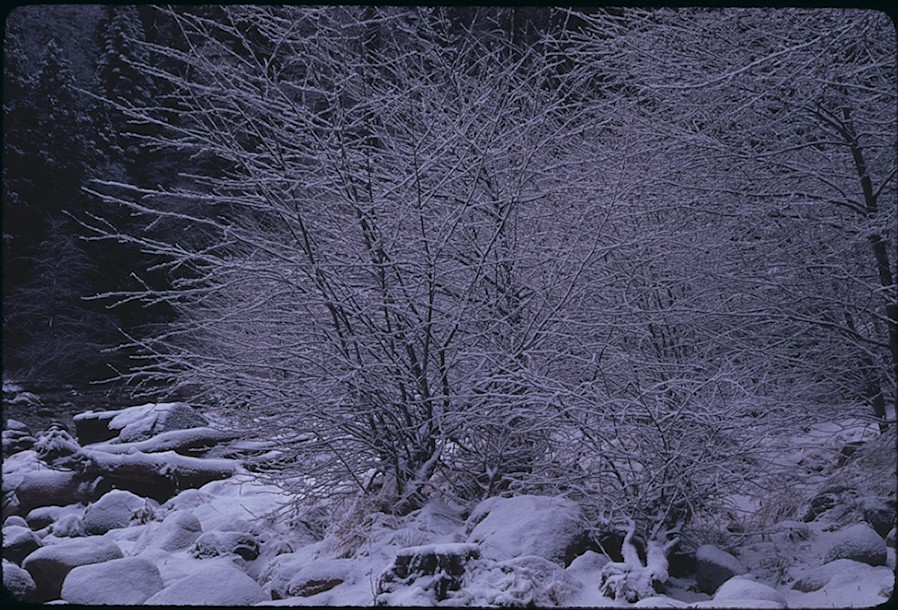 Ice covered dogwoods seasons