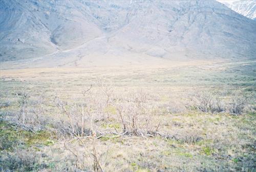 4 Gates of the Arctic National Park and Preserve Itkillik Bird Survey June 2006
