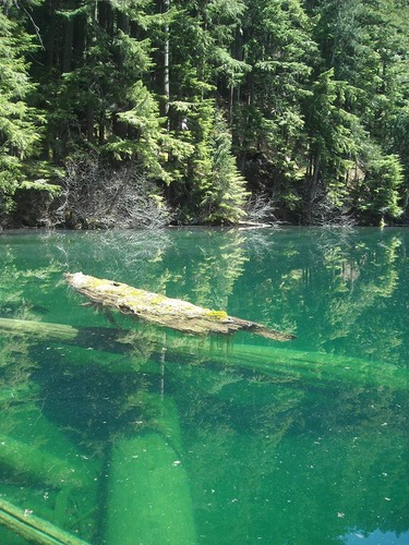 Submerged logs seen clearly through the green water of a lake. 