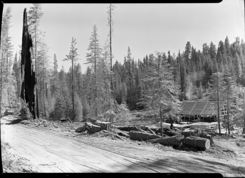 Aspen Valley logging operations.