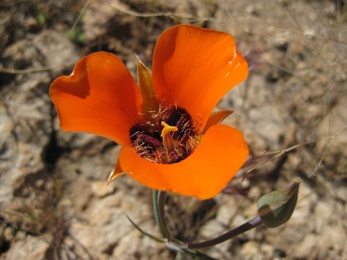 Desert mariposa lily, a bright orange flower with large, wide petals, with a slender green stem growing high off the ground. 