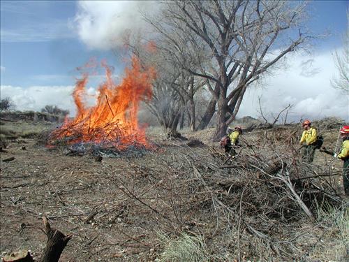 Hubbell Trading Post Exotic Species Pile Burning, February 2002