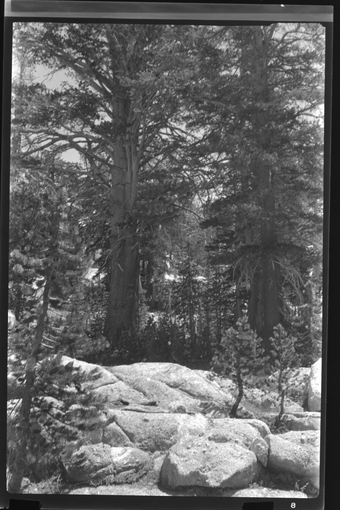 5 Feet Diameter Lodgepole Pine