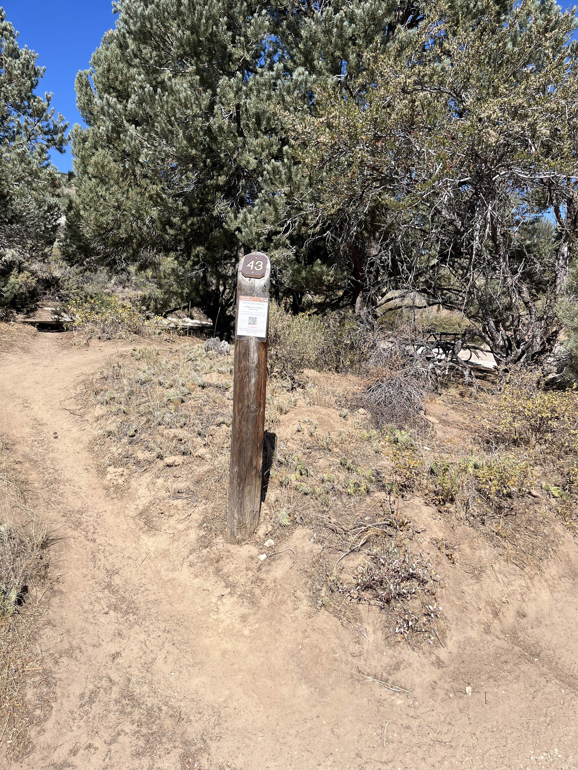Campsite 43 marker post and parking area.