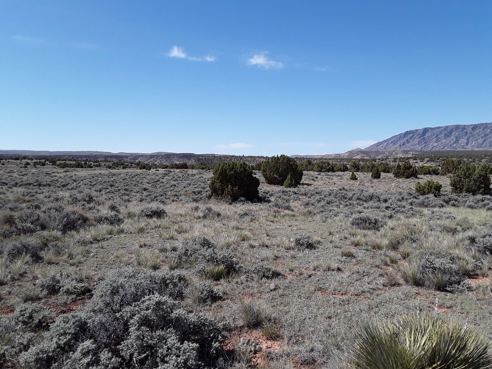 Photo of the landscape and upland vegetation in Bighorn Canyon National Recreation Area.