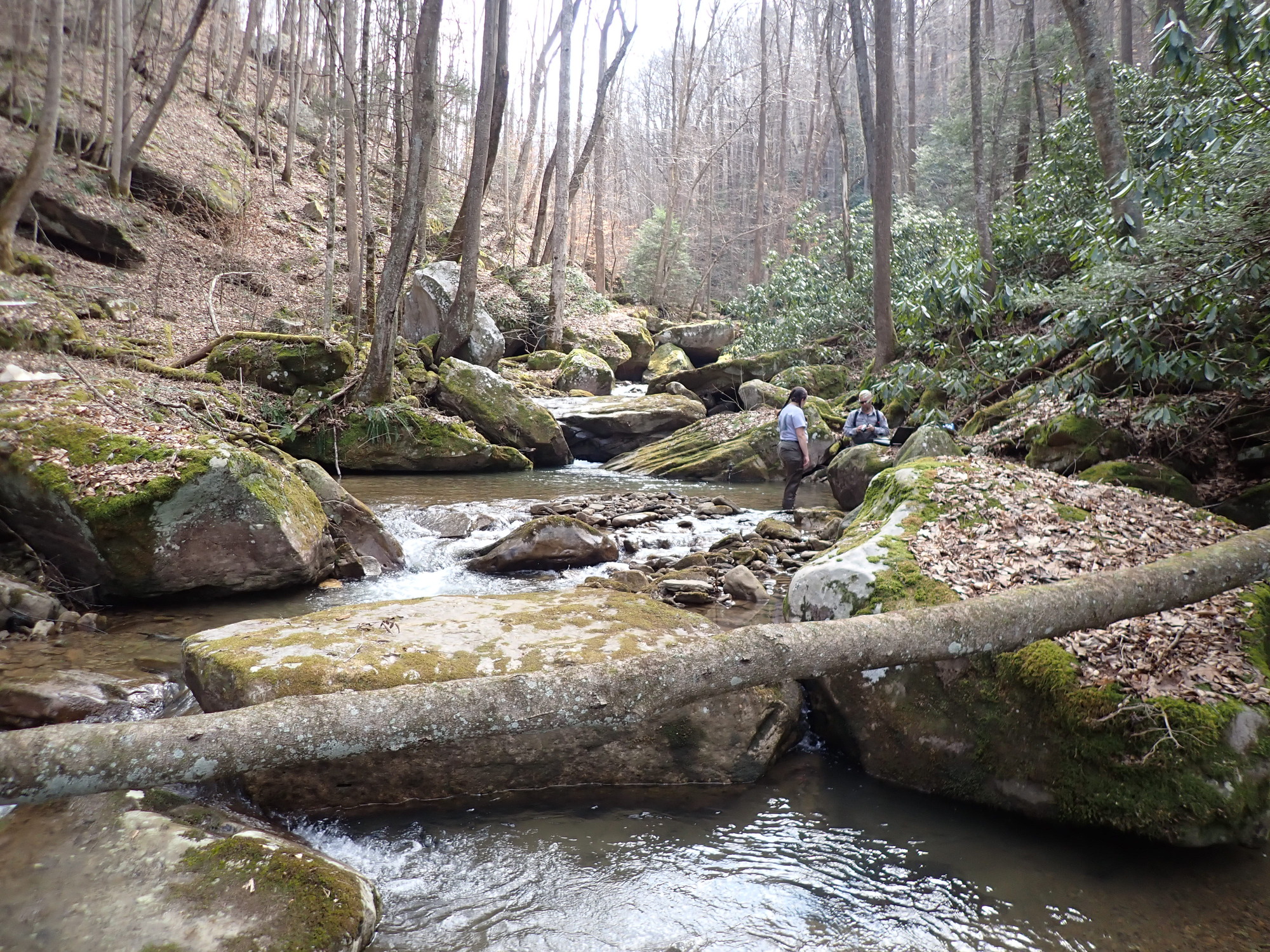 Site visit photo showing the upstream (UP) or downstream (DN) view of a wadeable stream reach taken during benthic macroinvertebrate monitoring at New River Gorge National Park and Preserve.