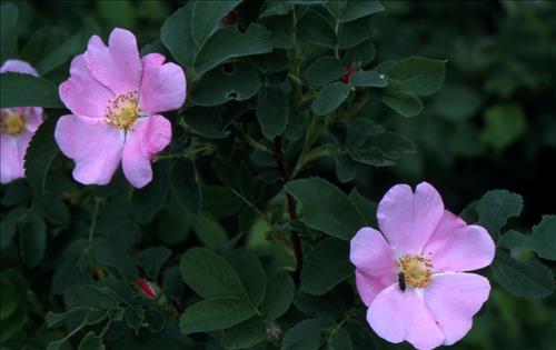 Badlands Flowers: Red, Pink, Blue