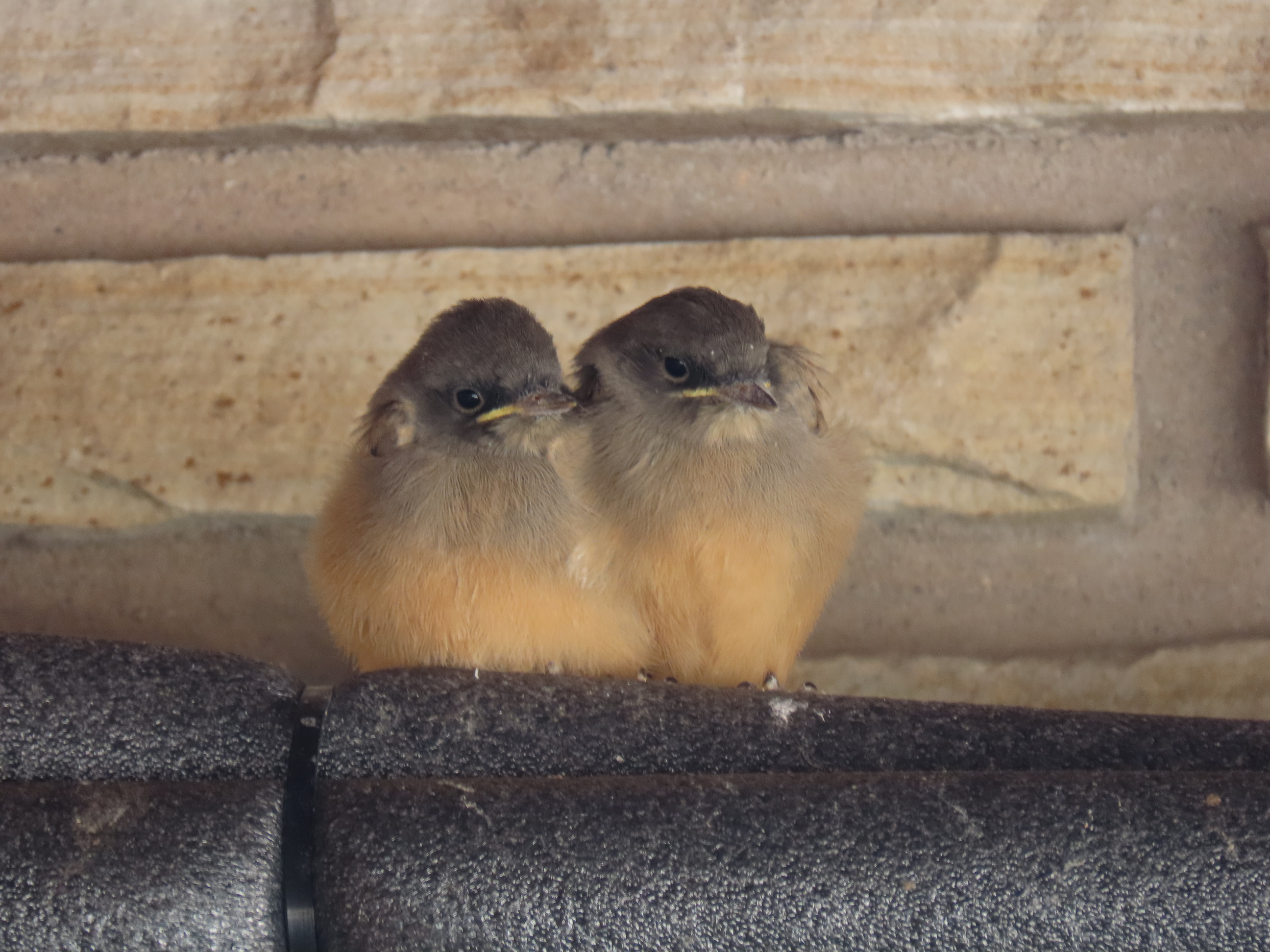 Two young-looking birds sit next to each other, puffed up so that you can't tell where one ends and the other begins. The birds have gray heads and orange bellies and are perched on a plastic pipe covering.