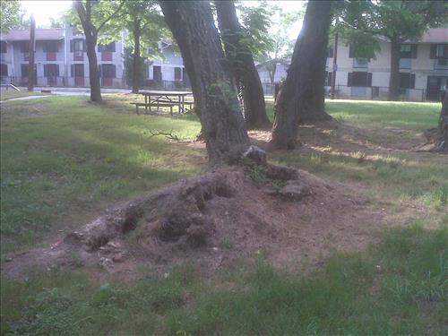 Hazardous Trees in NACE