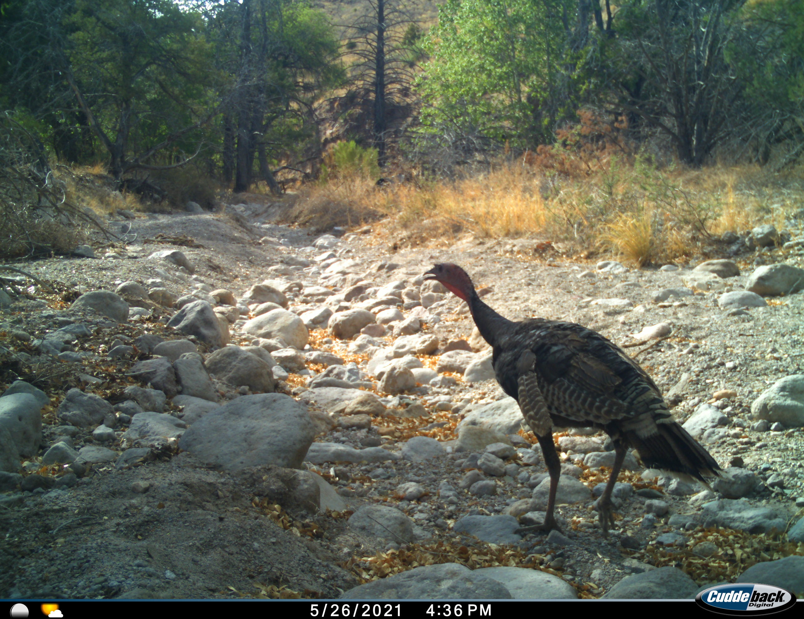 Turkey walks in a rocky desert wash