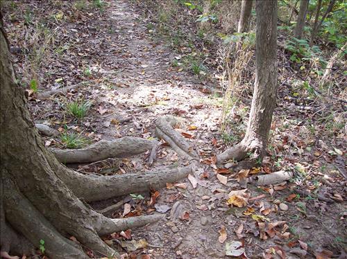 FOWA-Existing Conditions at Fort Washington Park, October 15, 2008